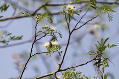 Albizia procera
